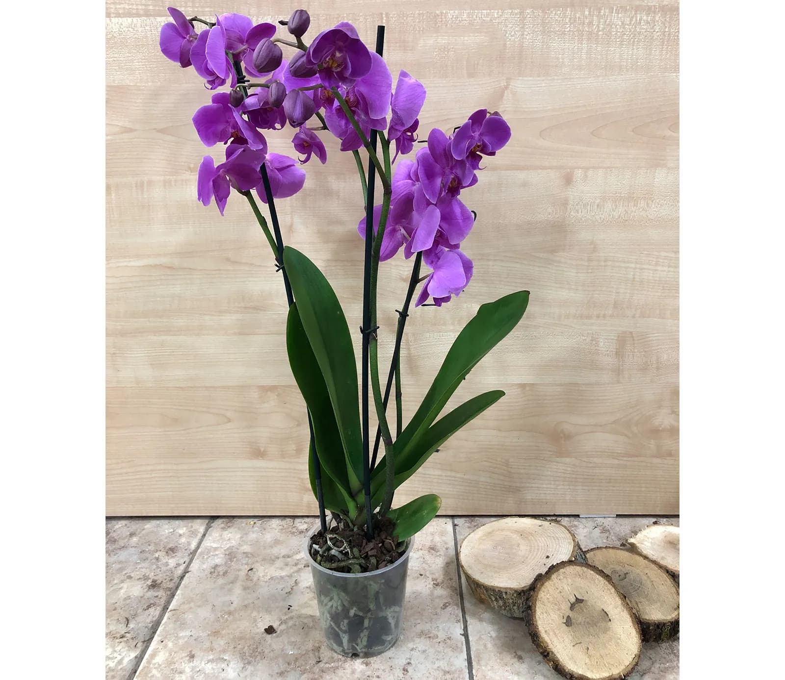 Խոլորձ Orchid Gallery