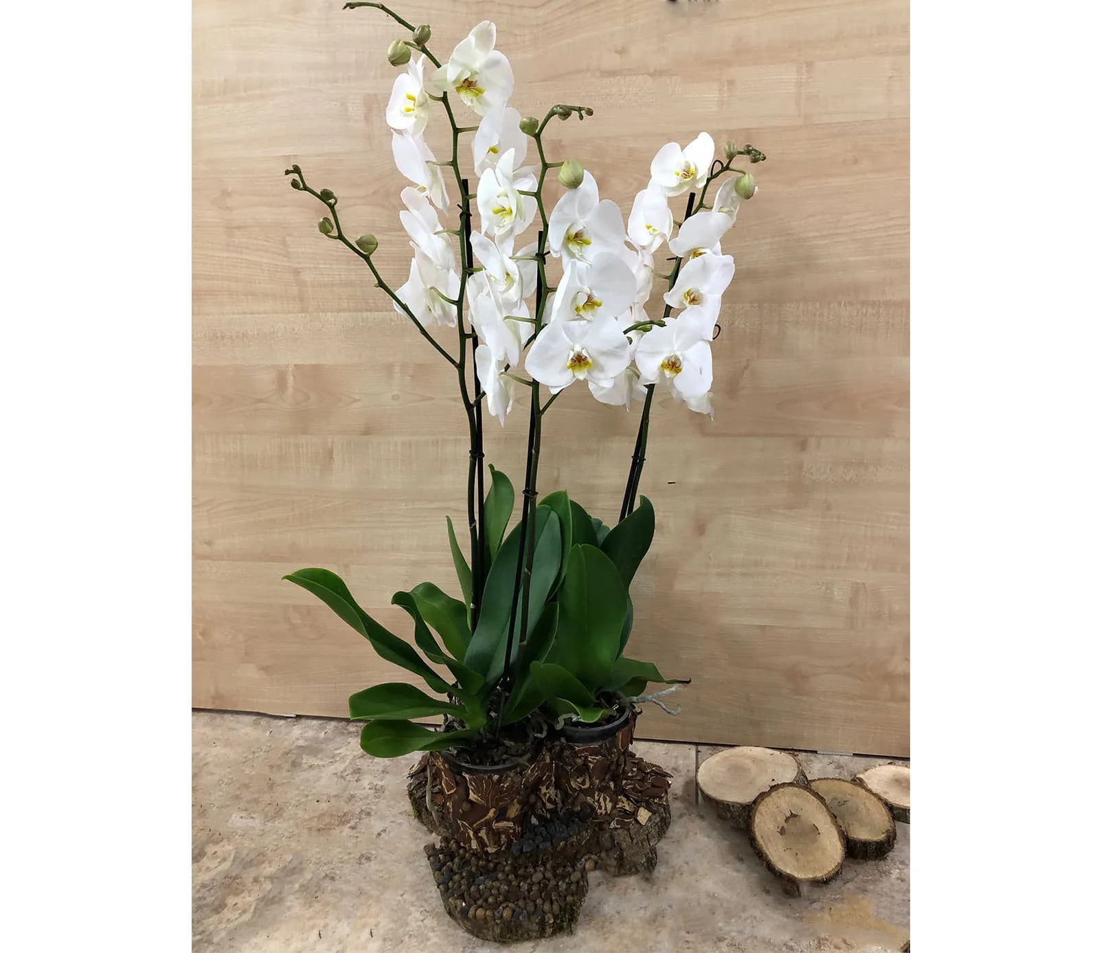 Խոլորձ Orchid Gallery