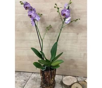 Խոլորձ Orchid Gallery