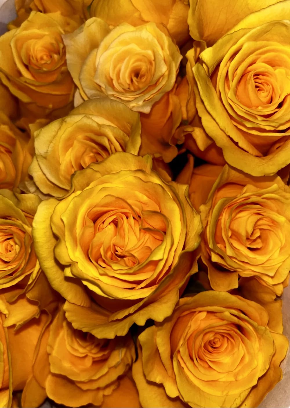 Վարդեր N83 MariEll Flowers