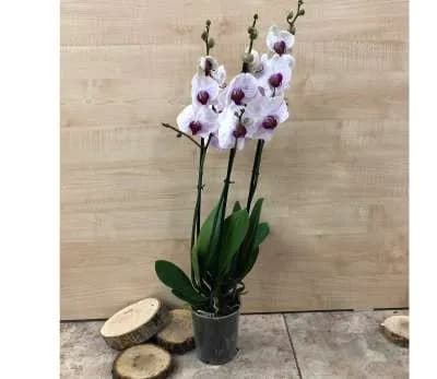 Խոլորձ Orchid Gallery