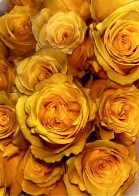 Վարդեր N83 MariEll Flowers