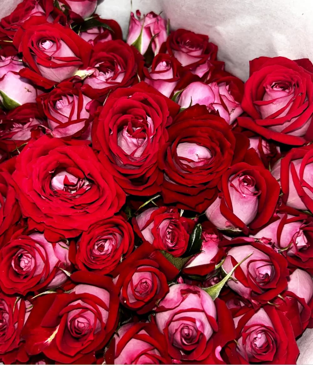 Վարդեր N78 MariEll Flowers