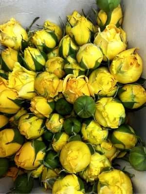 Վարդեր N77 MariEll Flowers