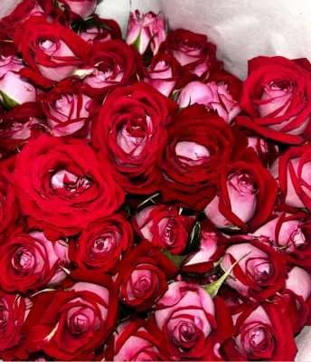 Վարդեր N78 MariEll Flowers