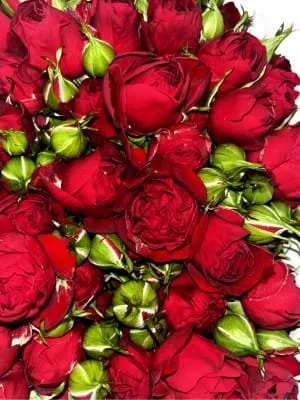 Վարդեր N81 MariEll Flowers