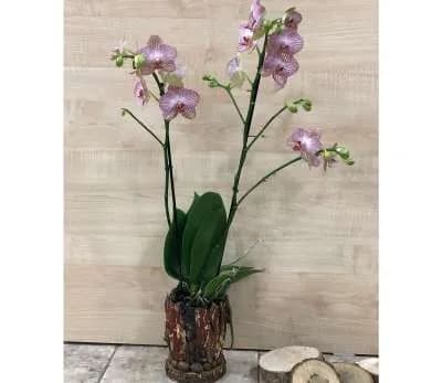 Խոլորձ Orchid Gallery