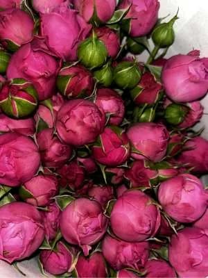 Վարդեր N82 MariEll Flowers