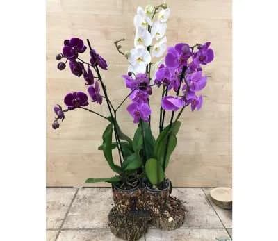 Խոլորձ Orchid Gallery