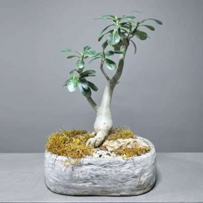 Բոնսայ Ադենիում