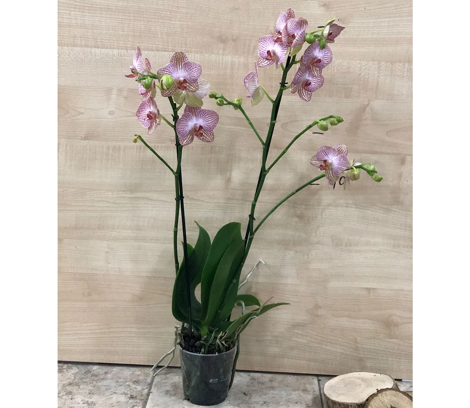 Խոլորձ Orchid Gallery