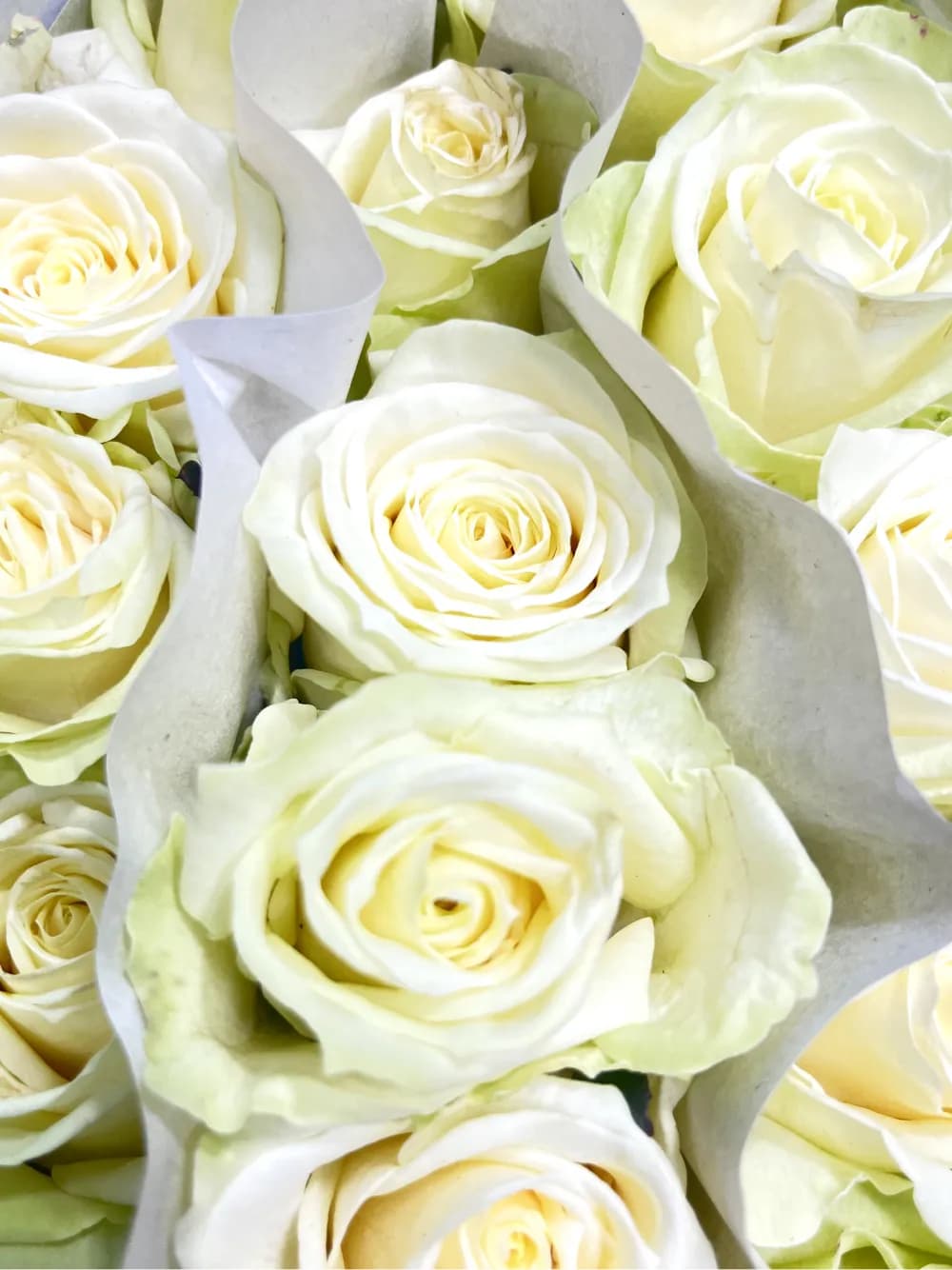 Վարդեր N76 MariEll Flowers