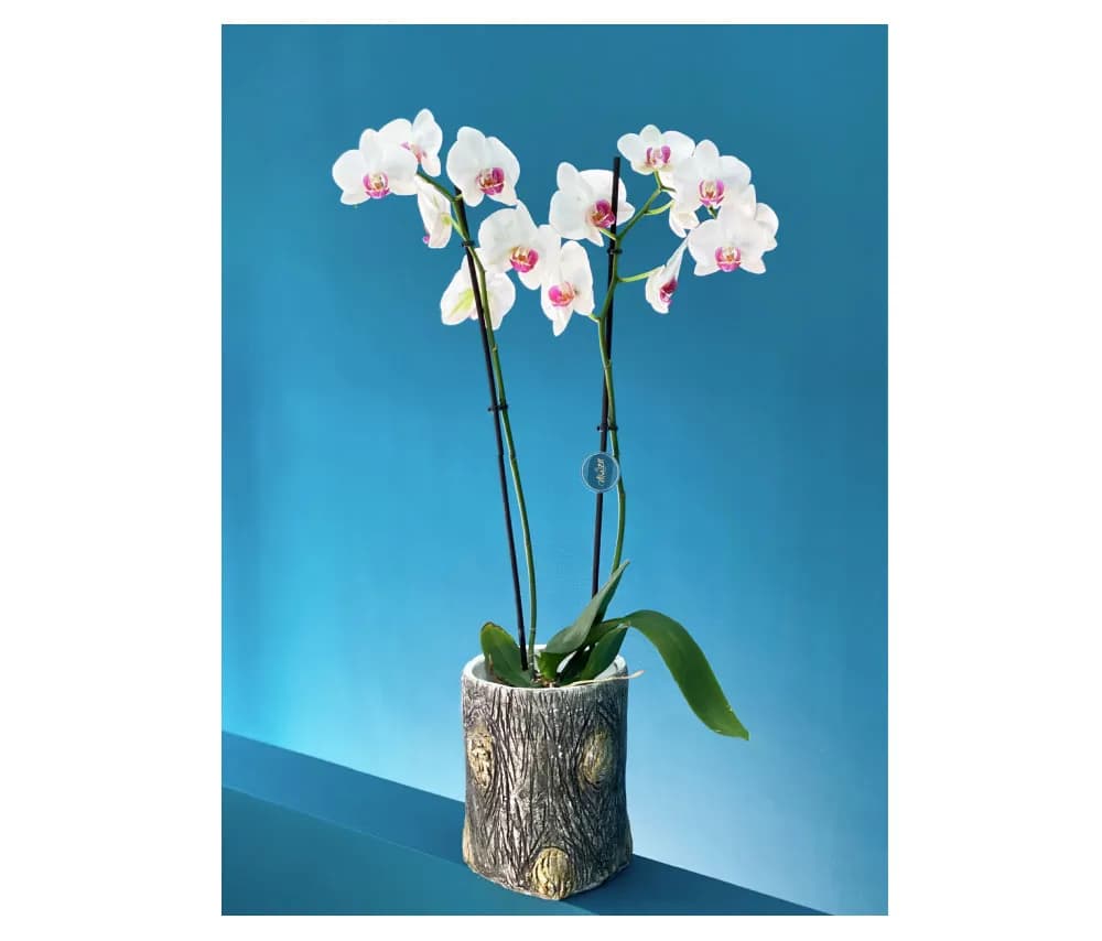 Ծաղիկ N2 MariEll Flowers