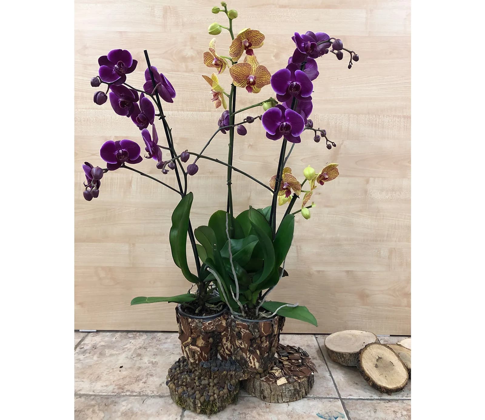 Խոլորձ Orchid Gallery
