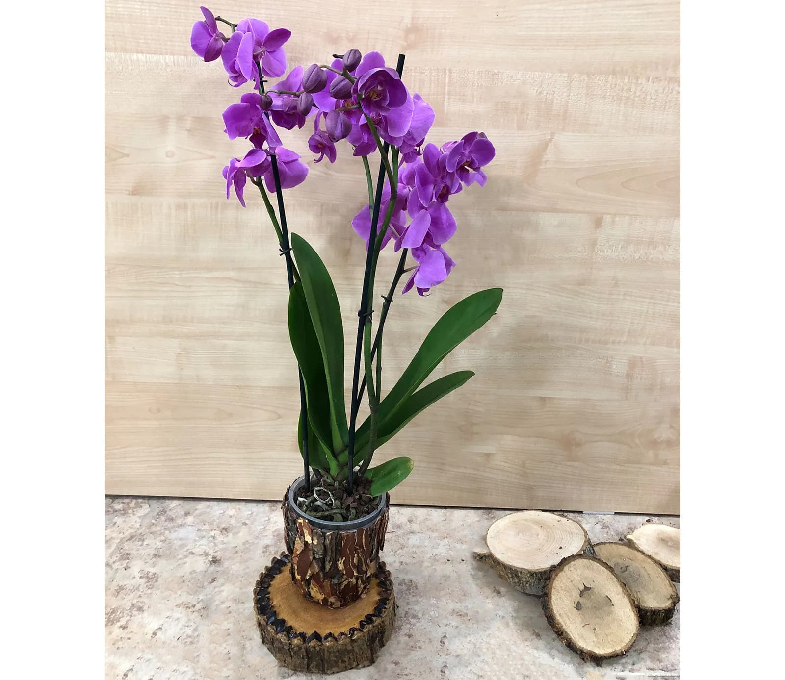 Խոլորձ Orchid Gallery