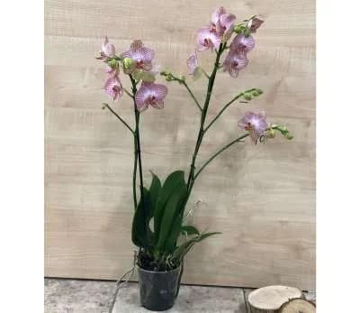 Խոլորձ Orchid Gallery