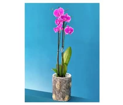 Ծաղիկ N3 MariEll Flowers
