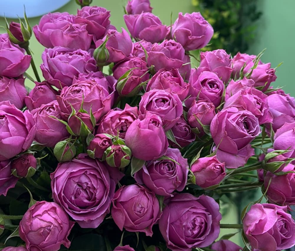 Փնջային վարդ (1 ճյուղ) «Garden Rose Charm»