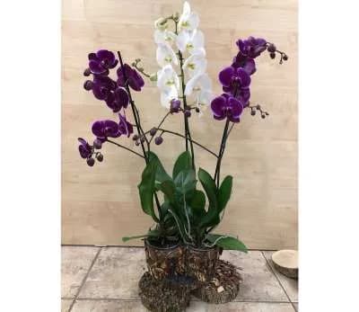 Խոլորձ Orchid Gallery