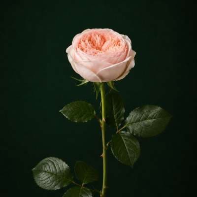 Վարդ (1 հատ)