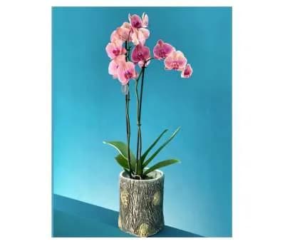 Ծաղիկ N1 MariEll Flowers