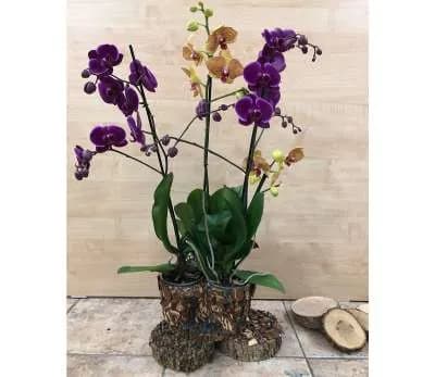 Խոլորձ Orchid Gallery