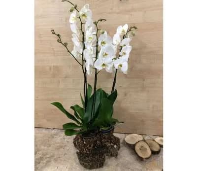 Խոլորձ Orchid Gallery