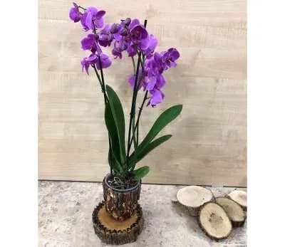 Խոլորձ Orchid Gallery